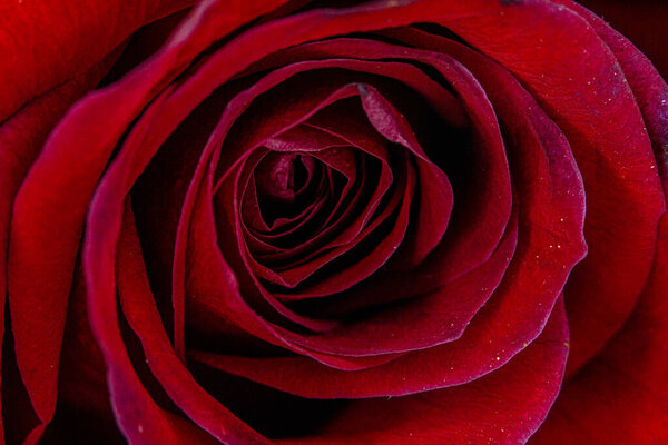 A closeup shot of a red rose blossoming in the spring
