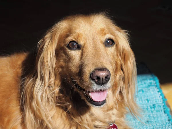 一个可爱的金毛猎犬的特写镜头 — 图库照片