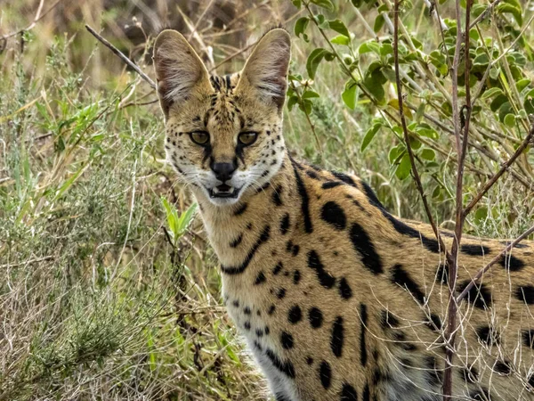 Serwal Safari Parku Narodowym Serengeti Tanzania — Zdjęcie stockowe