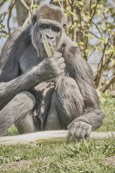 Gorille Adulte Assis Sur Des Herbes Dans Champ Tout Mangeant — Photo