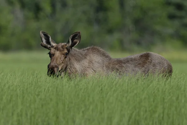 Young Bull Moose Standing Partially Covered Tall Green Grass Summer — Stock Photo, Image