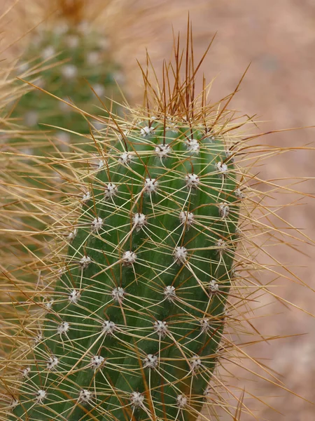 Närbild Bild Igelkottar Kaktus Växter Kaktusen Morocco Trädgård Solig Dag — Stockfoto