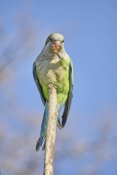 Wybiórcze Ujęcie Papugi Różanej — Zdjęcie stockowe