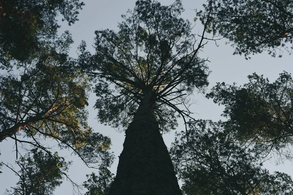 Nízký Úhel Záběru Vysokých Stromů Pod Světle Modrou Oblohou — Stock fotografie