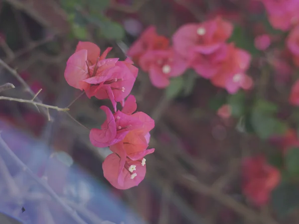Foco Poco Profundo Flores Bougainvillea Rosadas Creciendo Jardín Bajo Luz —  Fotos de Stock