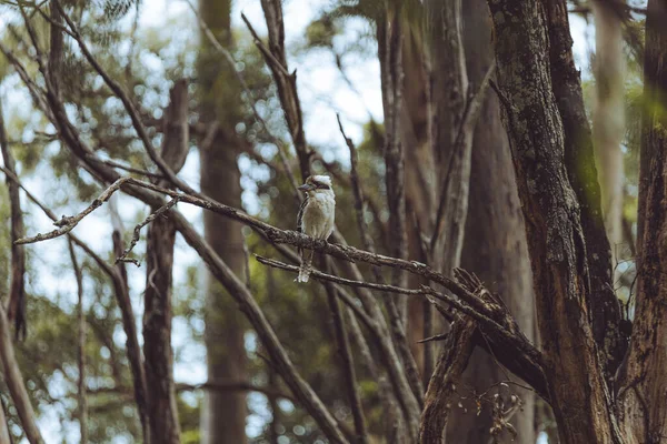 Detailní Záběr Kookaburry Sedící Větvi Stromu — Stock fotografie