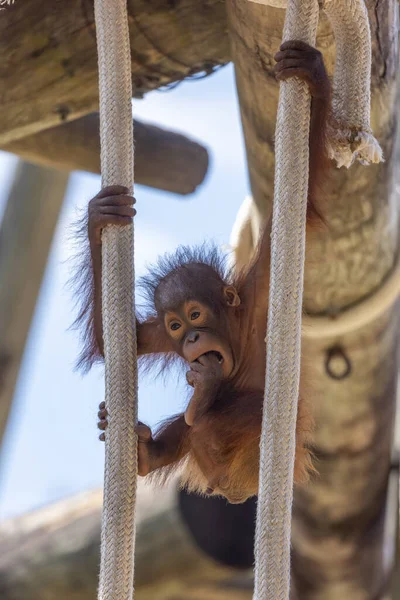 Selektiv Orangutang Baby — Stockfoto