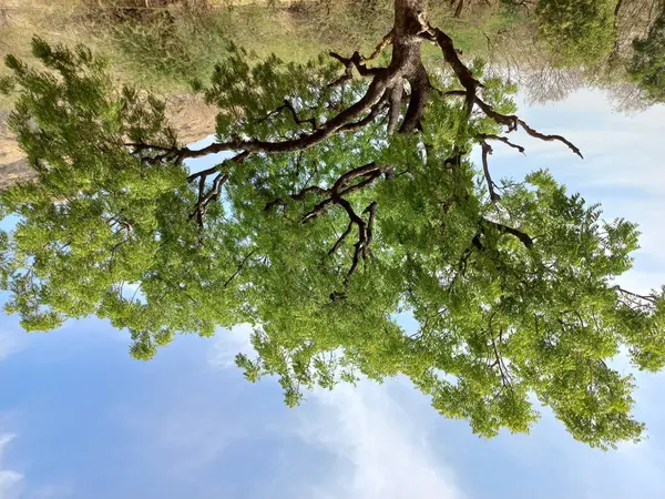 Bulutlu Gökyüzünün Altındaki Büyük Bir Tarlada Büyüyen Yeşil Bir Ağacın — Stok fotoğraf