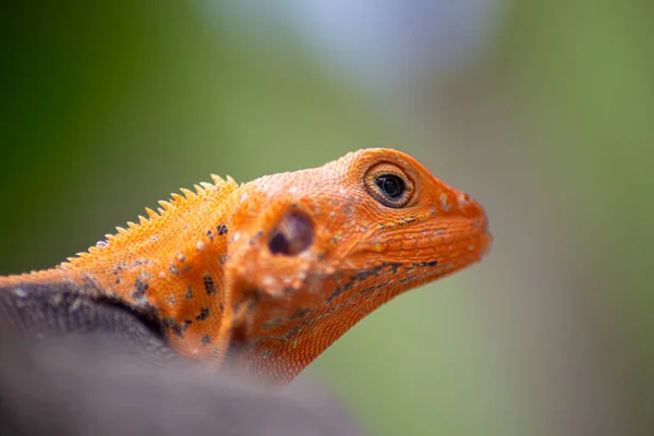 Κοντινό Πλάνο Του Red Headed Male Agama Lizard Ξεκουράζεται Στο — Φωτογραφία Αρχείου