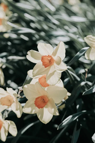 背景がぼやけて晴れた日に庭に咲く束の花のダフォディの選択的な焦点ショット — ストック写真