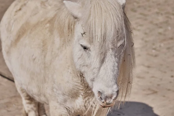 Closeup Shot Face White Pony Blurred Background — Stock Photo, Image