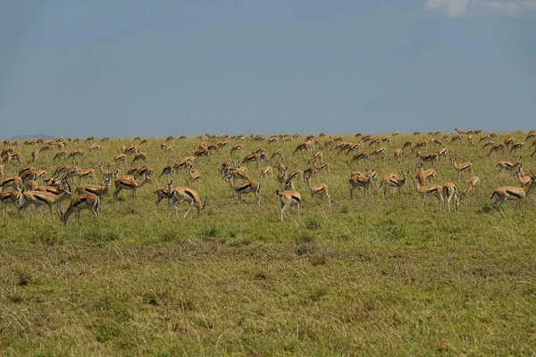 Grupo Veados Castanhos Safári Parque Nacional Serengeti Tanzânia — Fotografia de Stock