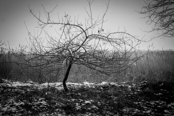 Una Vista Escala Grises Campo Rural Nevado —  Fotos de Stock