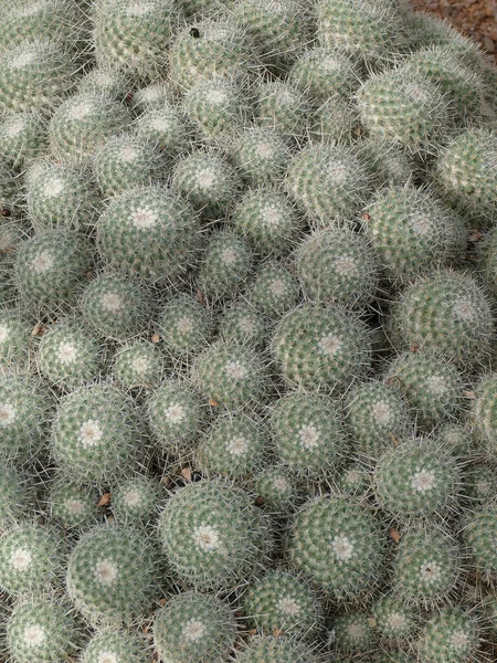 Plan Peu Profond Mammillaria Geminispina Dans Jardin Cactus Marocain Par — Photo