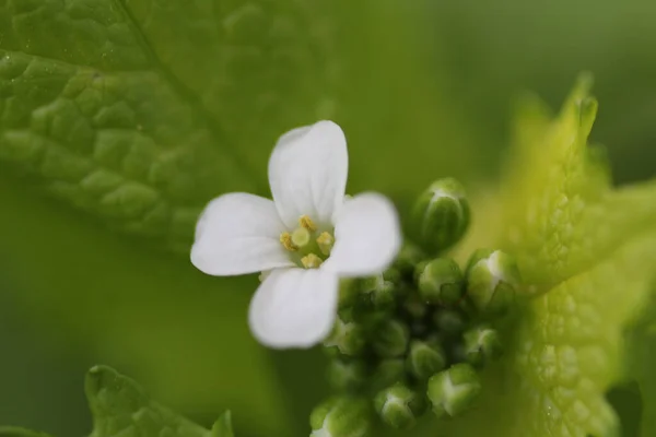 Closeup Beautiful Arabidopsis Flower Growing Garden — Stock Photo, Image