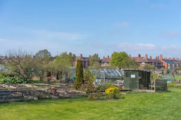 View Allotment Raised Beds Greenhouse Shed Newcastle Tyne — Stock Photo, Image