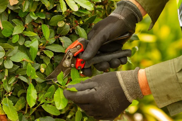 Unrecognizable gardener pruning a hedge with pruning shears, selective approach to glove, gardening concept.