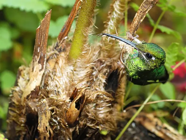 Zbliżenie Ujęcia Pięknego Zielonego Kolibra Korze Drzewa — Zdjęcie stockowe