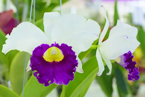 Detailní Záběr Krásné Bílé Fialové Cattleya Orchideje Rozmazaném Pozadí Jaře — Stock fotografie