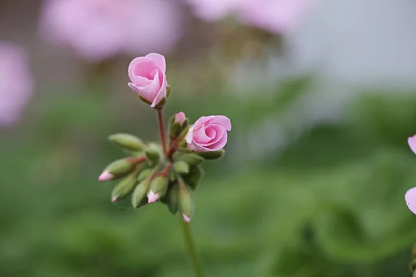 Vakker Utsikt Blomstrende Rosa Rosene Hage Med Utydelig Bakgrunn – stockfoto