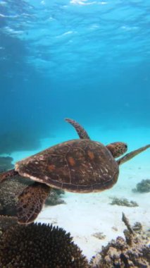 Okyanusun altında yüzen yeşil bir deniz kaplumbağasının dikey yakın görüntüsü.