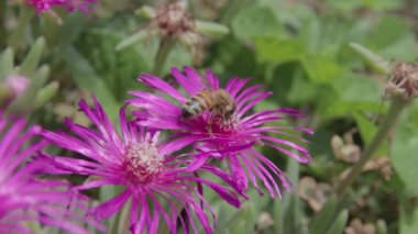 Güzel elands souri çiçeğinin üzerinde bir arıya yakın çekim