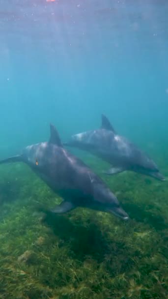 Вертикальный Крупный План Плавания Дельфинов Океаном — стоковое видео