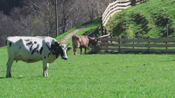 Carine Mucche Pascolo Prato Verde Alto Adige Italia Alpi — Video Stock