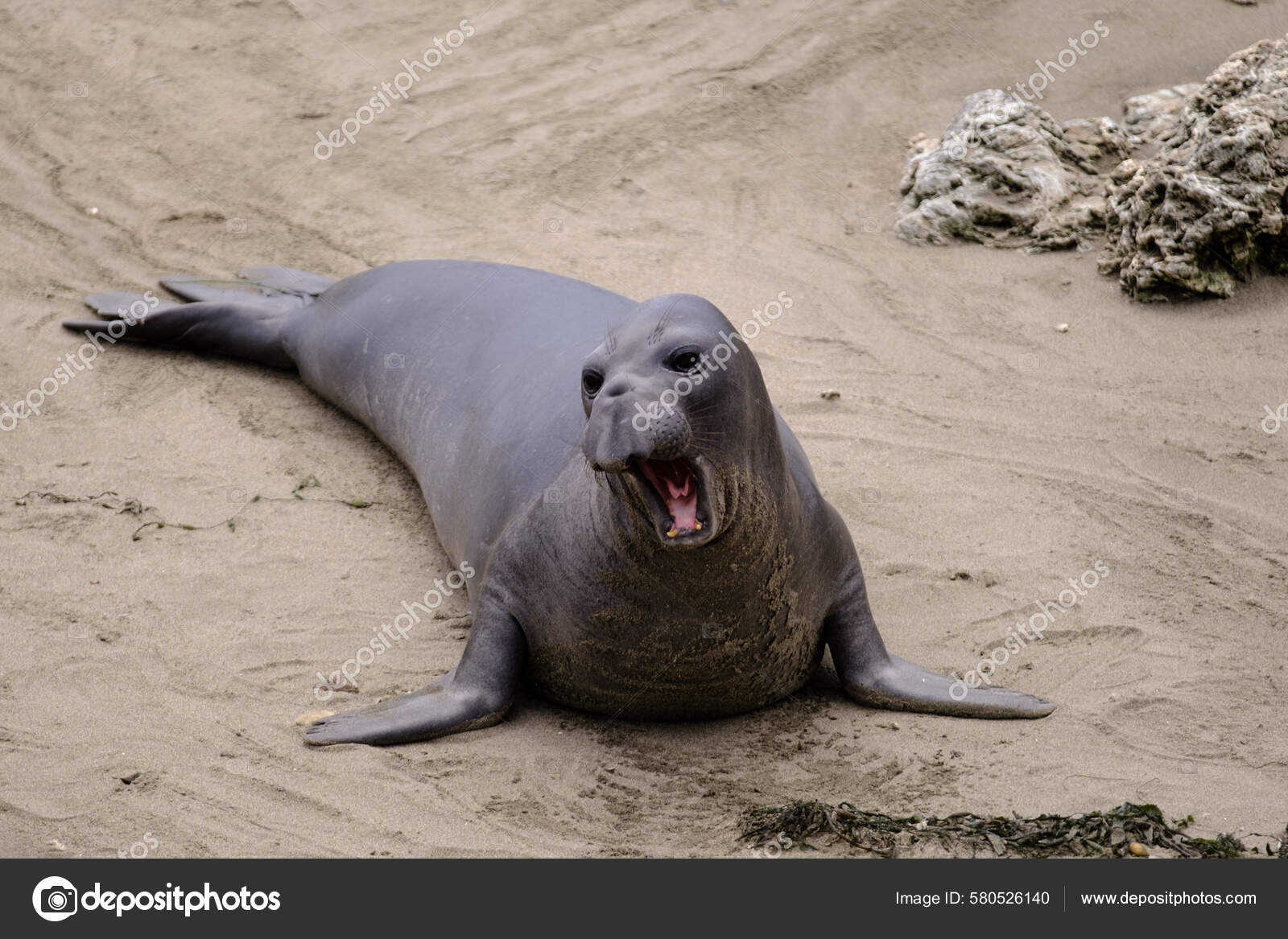 一只困倦的打呵欠的海豹躺在潮湿的沙滩上——图库图片© wirestock_creators #580526140, image size:1600x1167