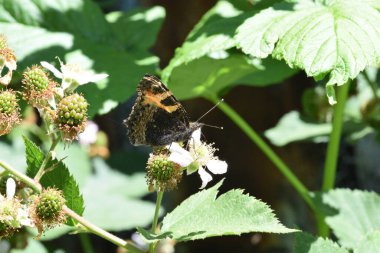 Beyaz bir çiçeğin üzerindeki küçük bir kaplumbağa kabuğunun yakın plan fotoğrafı.