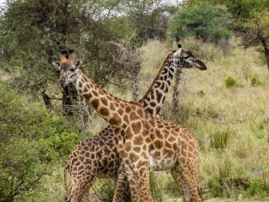 Tanzanya 'daki Serengeti Ulusal Parkı' nda iki zürafanın yakın çekimi.