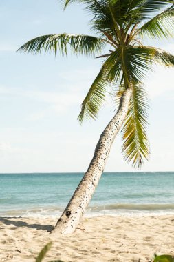 Martinique Adası 'nda güzel bir palmiye manzarası