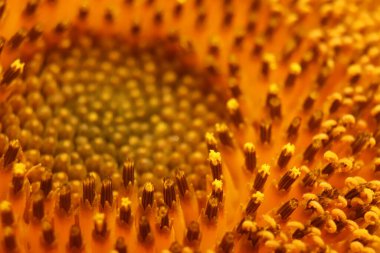 Sarı bir ayçiçeğinin makro görüntüsü.