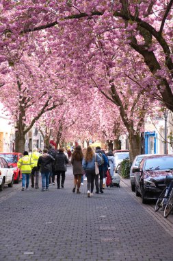 Bonn 'un eski kasabasındaki ünlü kiraz ağaçları