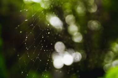 örümcek ağı çiğ ile kaplı