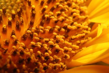 Sarı bir ayçiçeğinin makro görüntüsü.