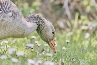 Yaban ördeğinin tarlada otları ararken çekilmiş yakın plan bir fotoğrafı.
