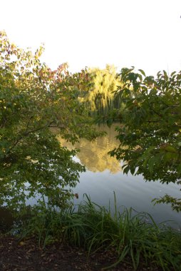 Nehir kenarındaki yeşil orman günbatımında dikey yansıma ile