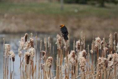 Sarı başlı karatavuğun (xanthocephalus xanthocephalus xanthocephalus)
