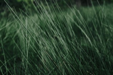 Arka plan için yakın plan yeşil çimen.