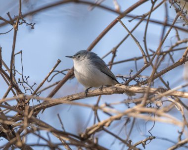 Dalda oturan sevimli bir kuş.