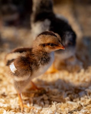 Bulanık arka planda yumurtadan çıkmış küçük bir civciv.