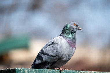 Yeşil çitte arka planı bulanık olan bir güvercinin yakın plan fotoğrafı.