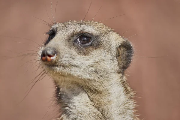 Lovitură Frumoasă Meerkat Drăguț — Fotografie, imagine de stoc