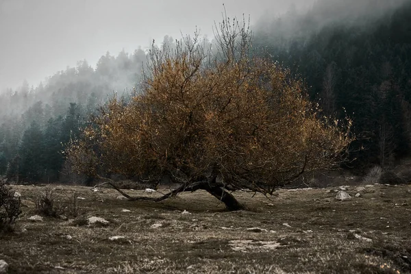 Beau Cliché Arbre Automne Seul Dans Champ Avec Montagne Verdoyante — Photo