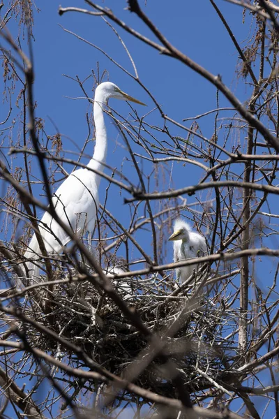 Selektivní Velký Egret Ardea Alba Hnízdě Proti Modré Obloze — Stock fotografie