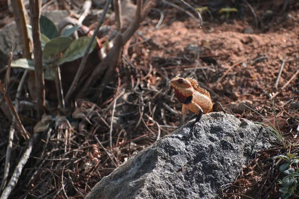 Vue Caméléon Indien Chamaeleo Zeylanicus Dans Jungle Forêt Dans Une — Photo