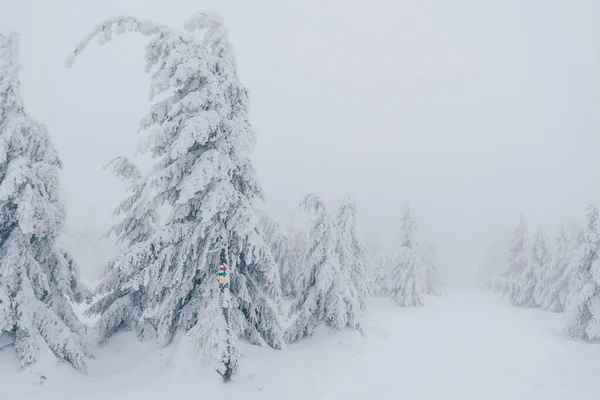 Μια Εναέρια Λήψη Ενός Όμορφου Δάσους Χειμώνα — Φωτογραφία Αρχείου