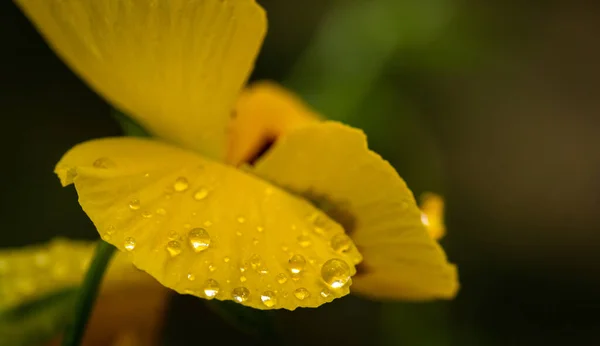 Eine Nahaufnahme Einer Schönen Gelben Blume Nach Einem Regen — Stockfoto