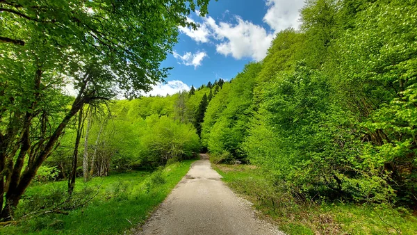 Une Belle Vue Sur Sentier Dans Une Forêt Encadrée Arbres — Photo